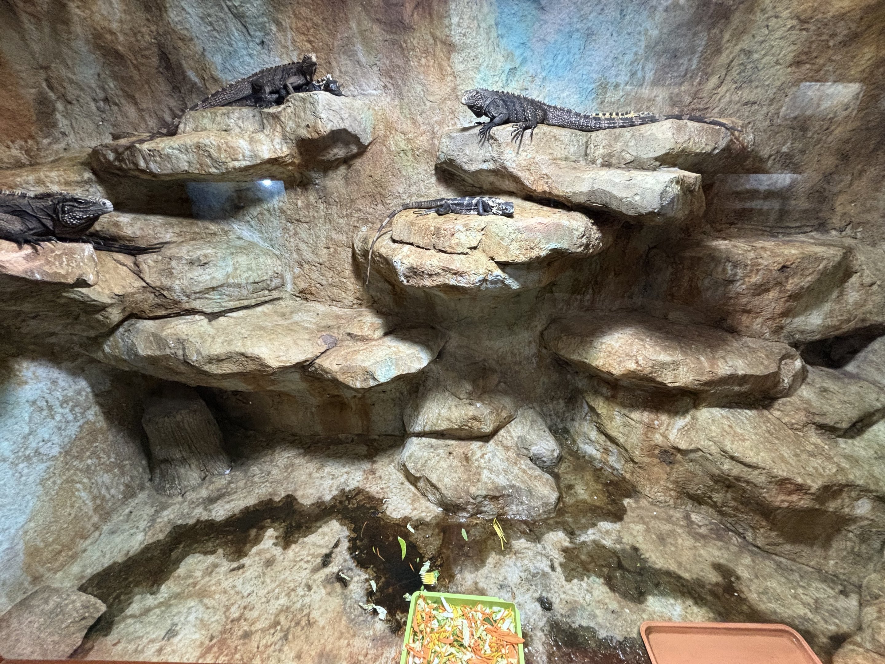 Spinytail Iguana Exhibit