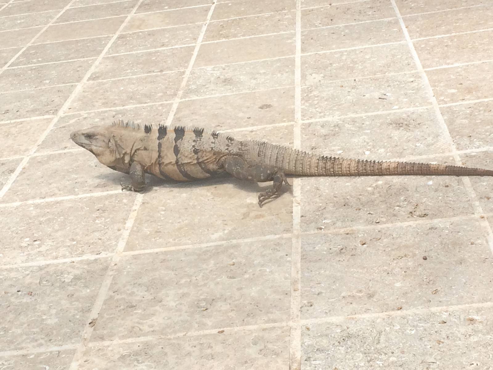 Spinytail Iguana