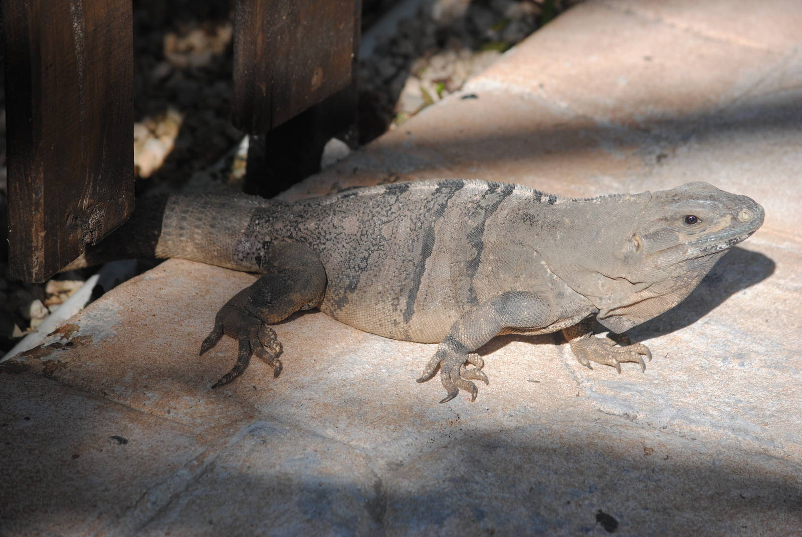 Spinytail Iguana