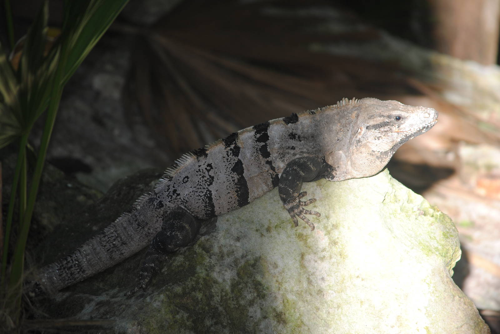 Spinytail Iguana