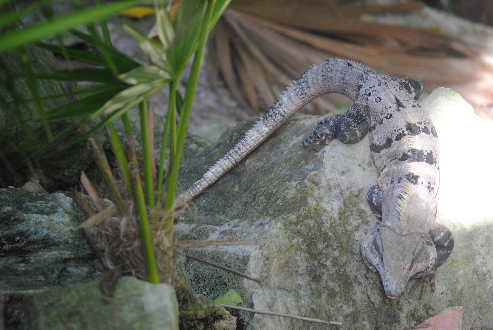 Spinytail Iguana