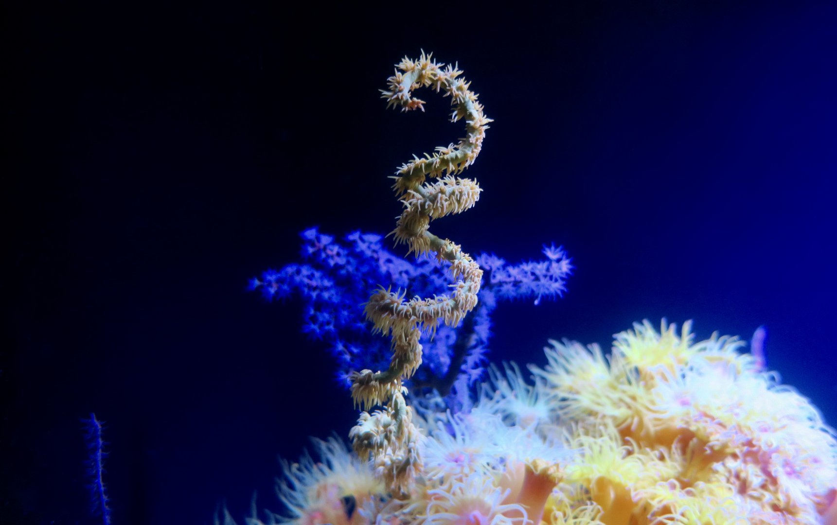Spiral Wire Coral (Cirrhipathes spiralis)