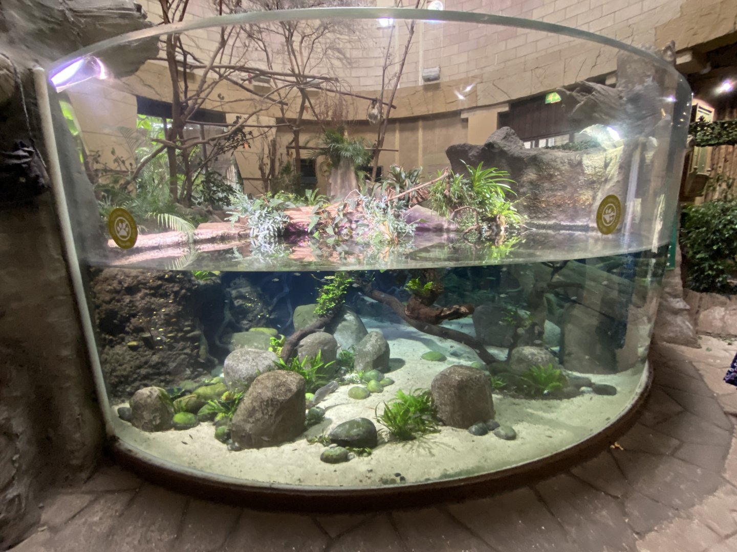 Spirit of the Jaguar - aquarium 110920