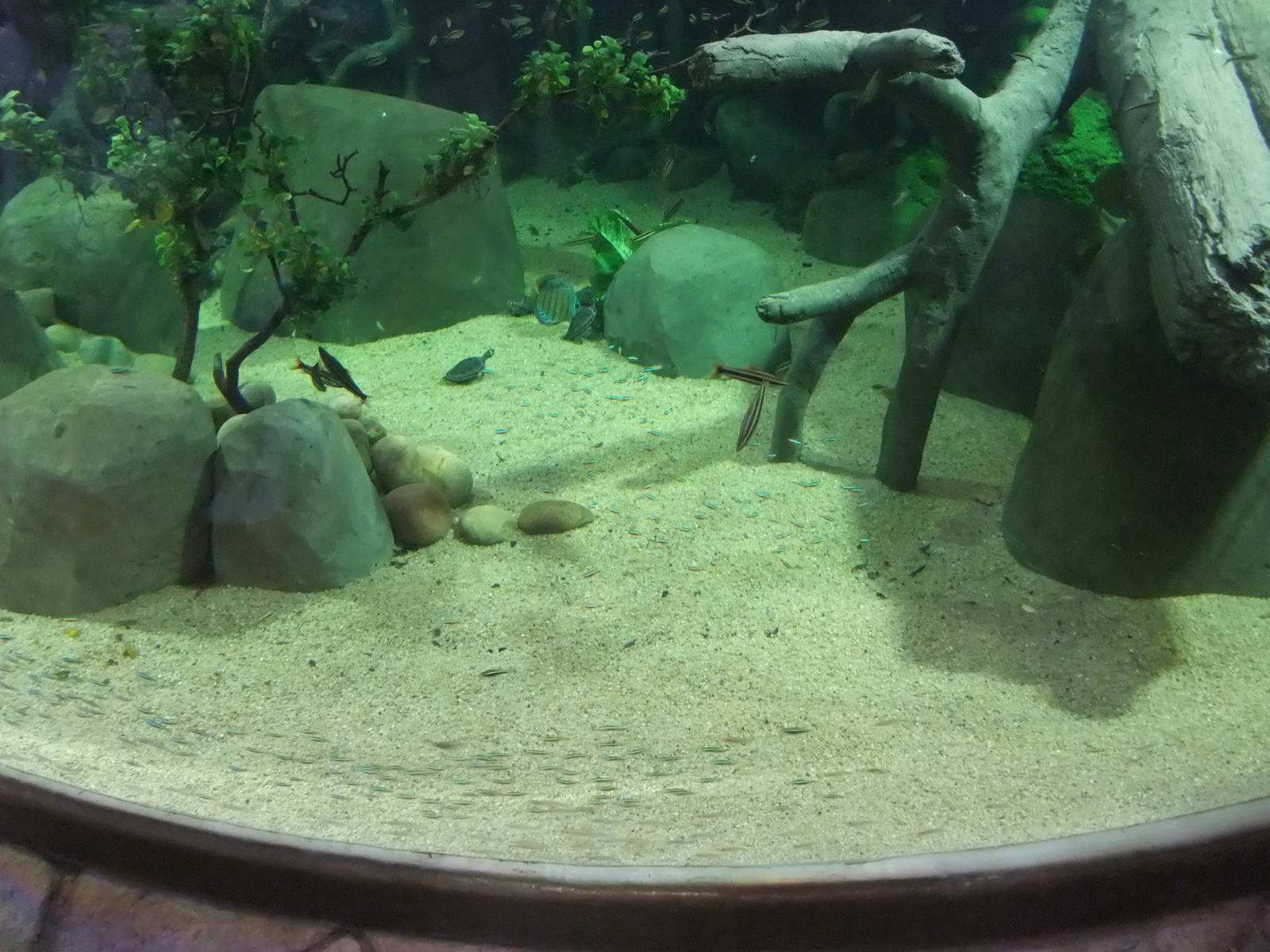 Spirit of the Jaguar Aquarium at Chester, 19/02/12