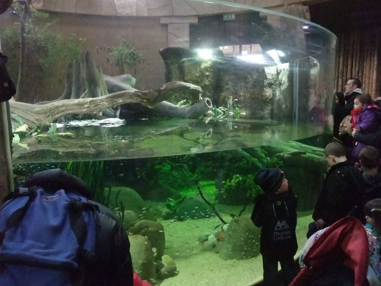 Spirit of the Jaguar Aquarium at Chester, 19/02/12