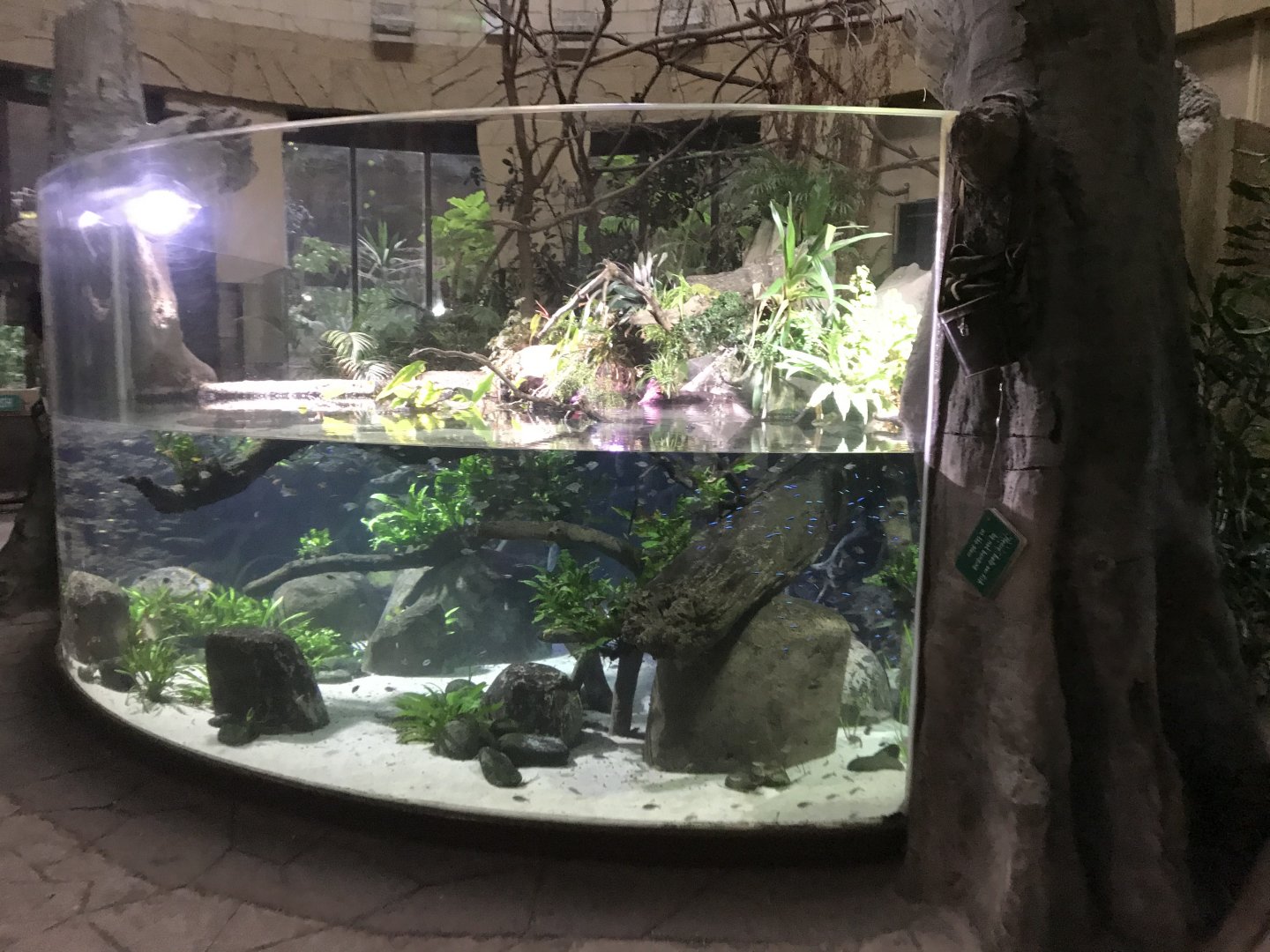 Spirit of the Jaguar - aquarium exhibit 261019