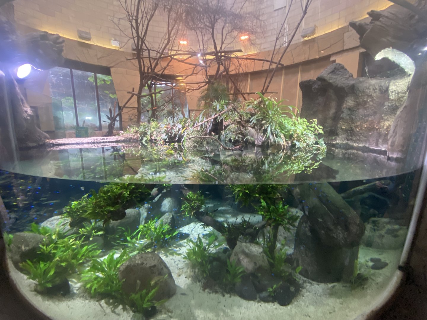 Spirit of the Jaguar - Aquatic exhibit 221022