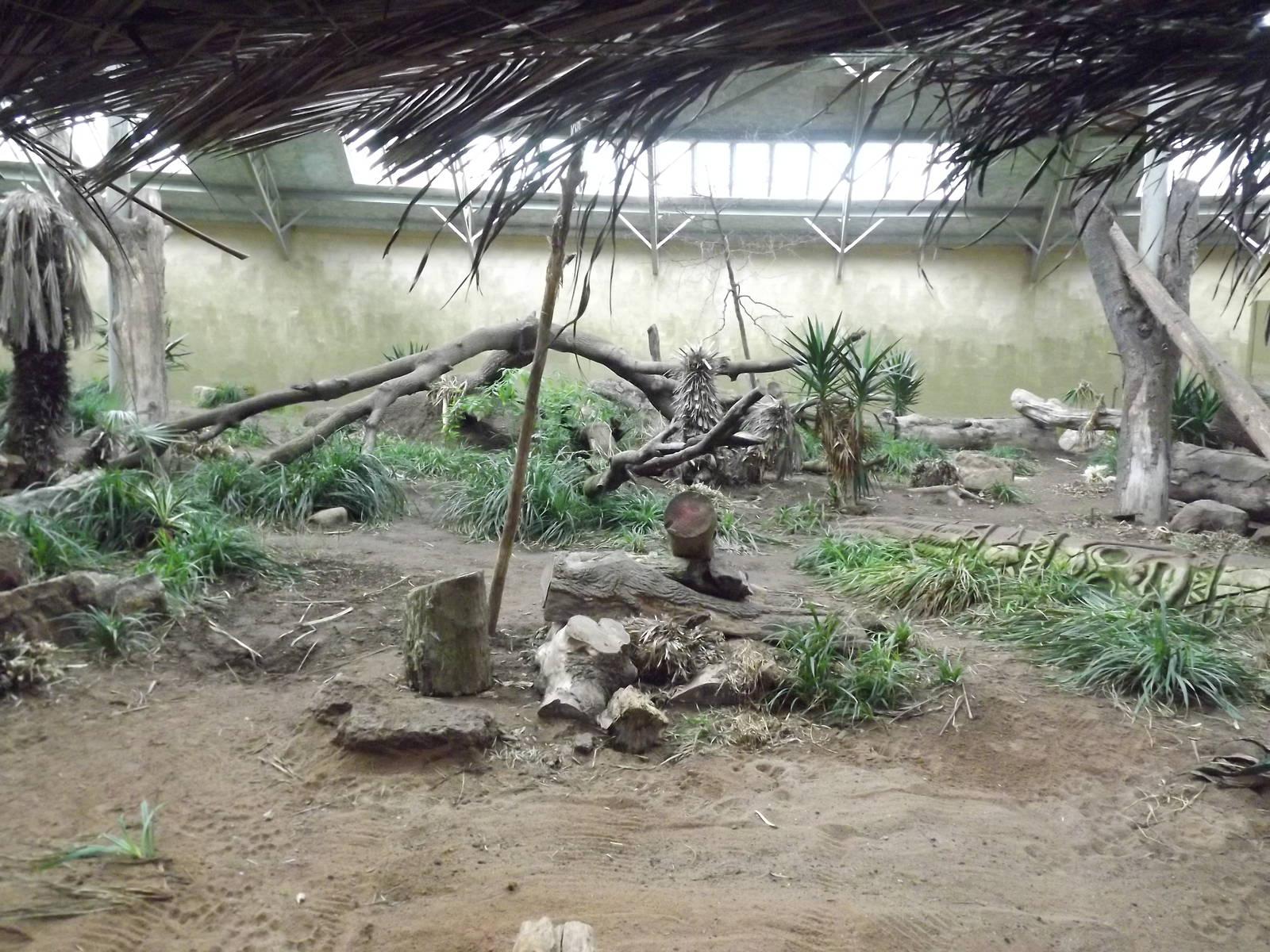 Spirit of the Jaguar at Chester Zoo 31/03/12