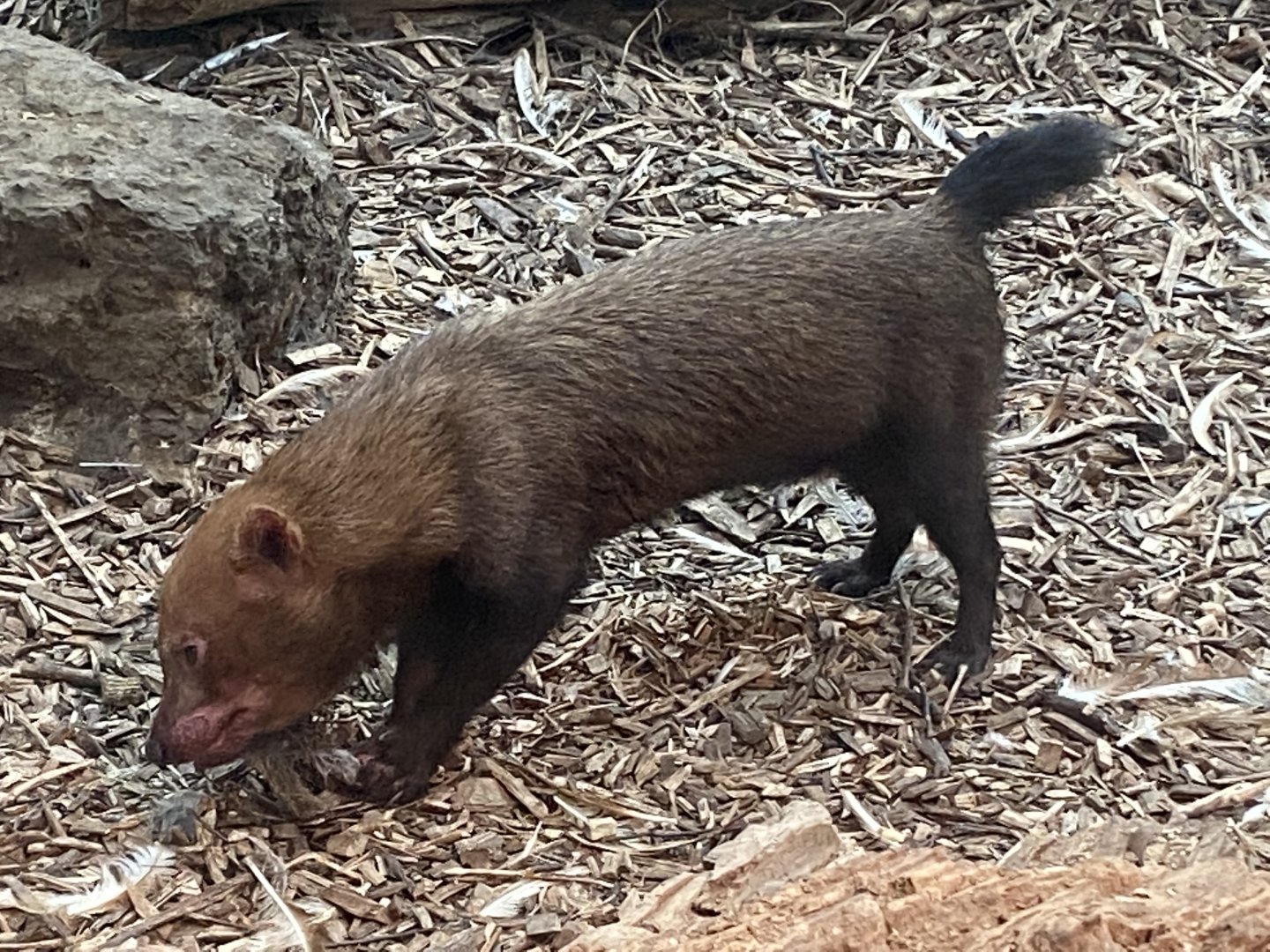 Spirit of the Jaguar - Bush dog 181021