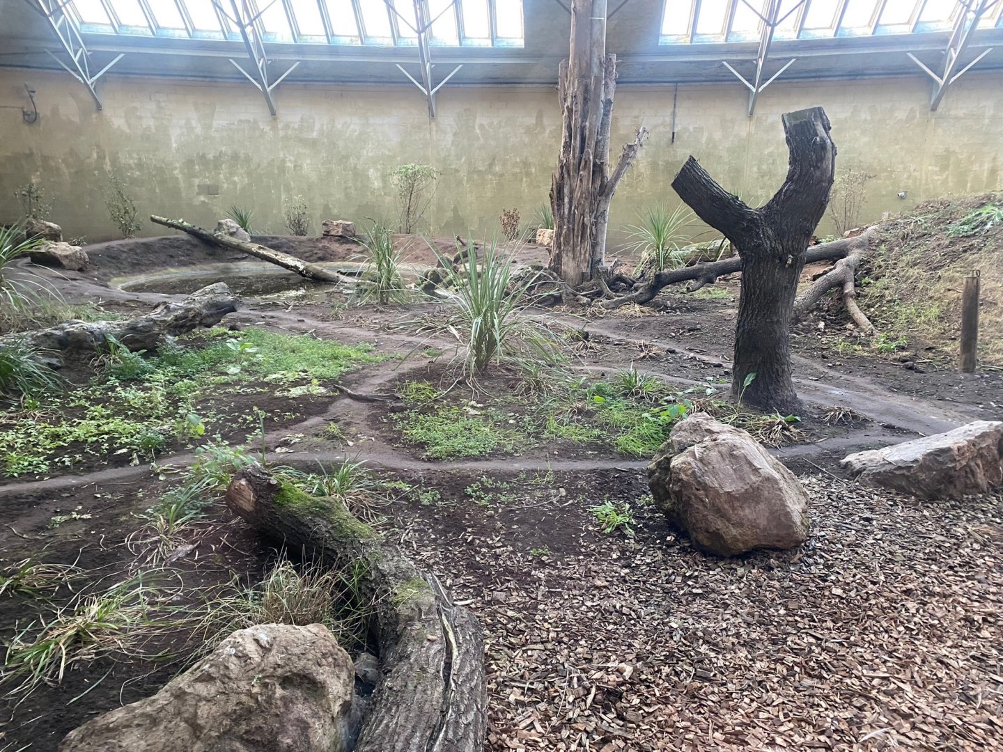 Spirit of the Jaguar - Bush dog enclosure 241123