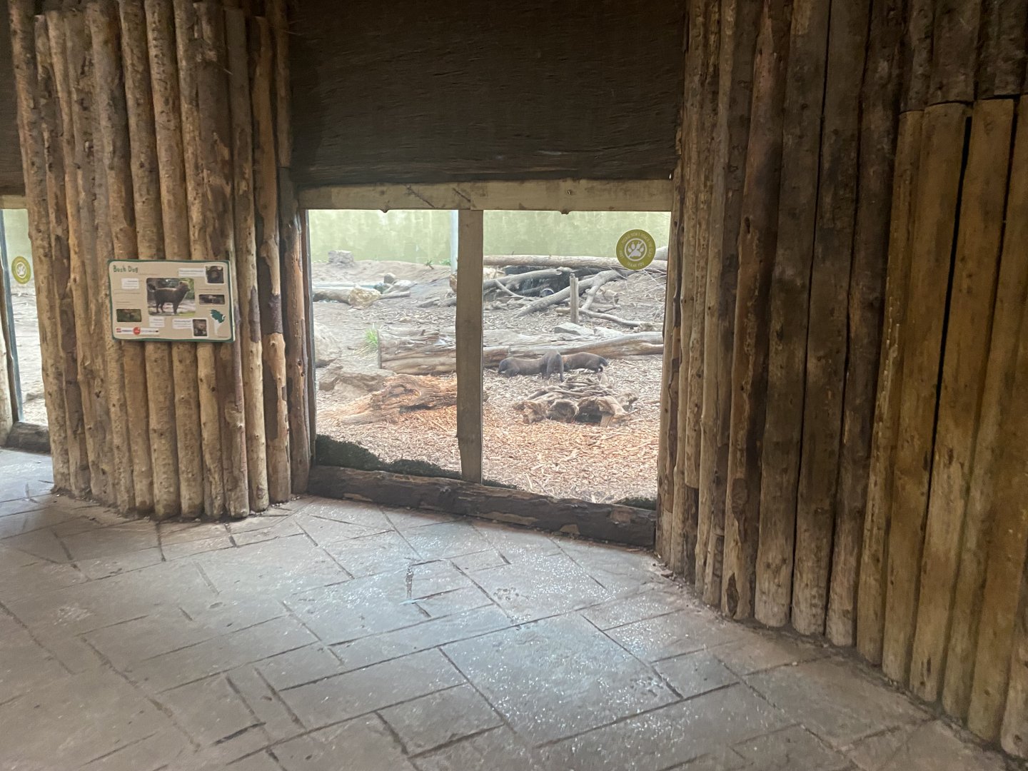 Spirit of the Jaguar - Bush dog exhibit 181021