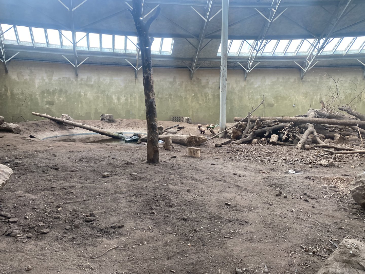 Spirit of the Jaguar - Bush dog exhibit 221022