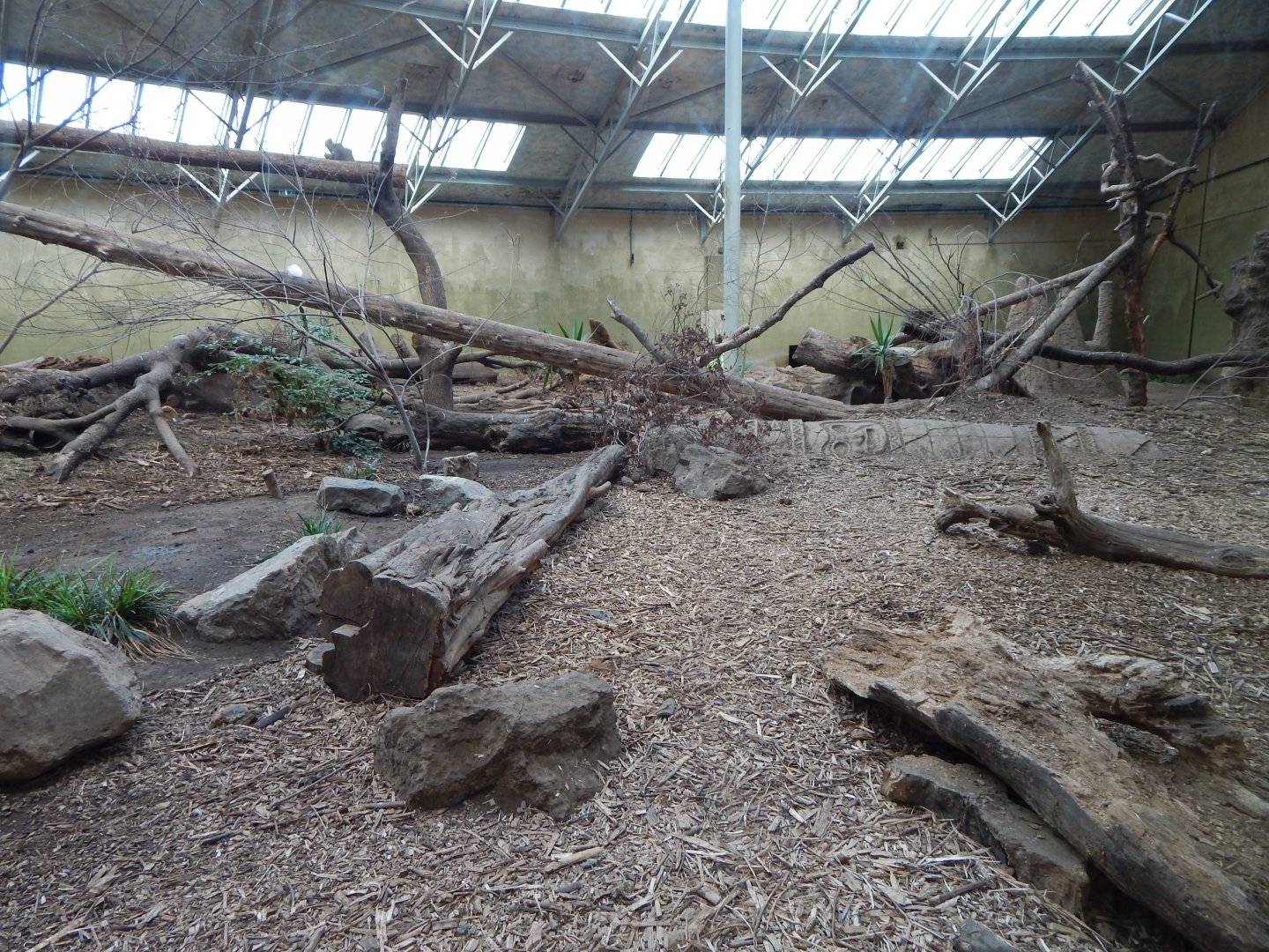 Spirit of the Jaguar - Bush dog indoors 081020