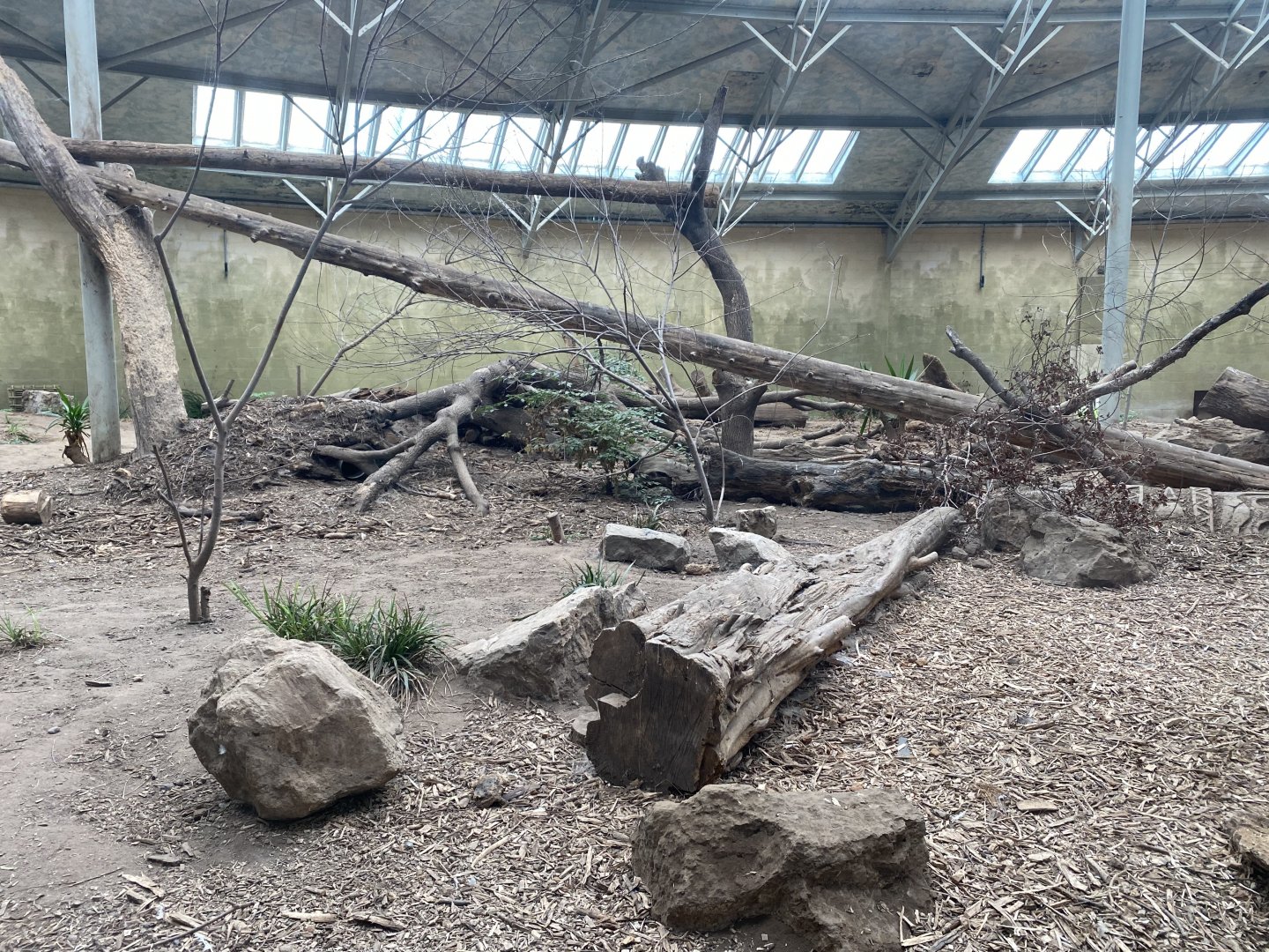 Spirit of the Jaguar - Bush dog indoors 110920