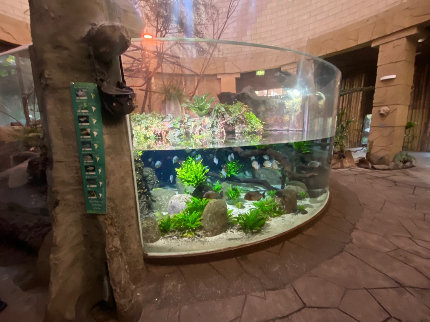 Spirit of the Jaguar- Central tank 241123