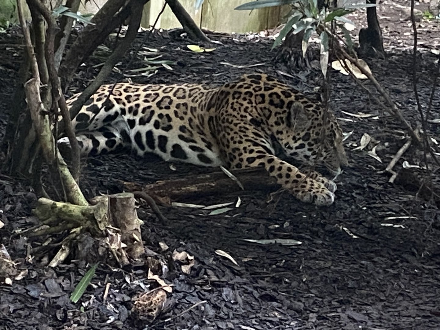 Spirit of the Jaguar - Jaguar 181021