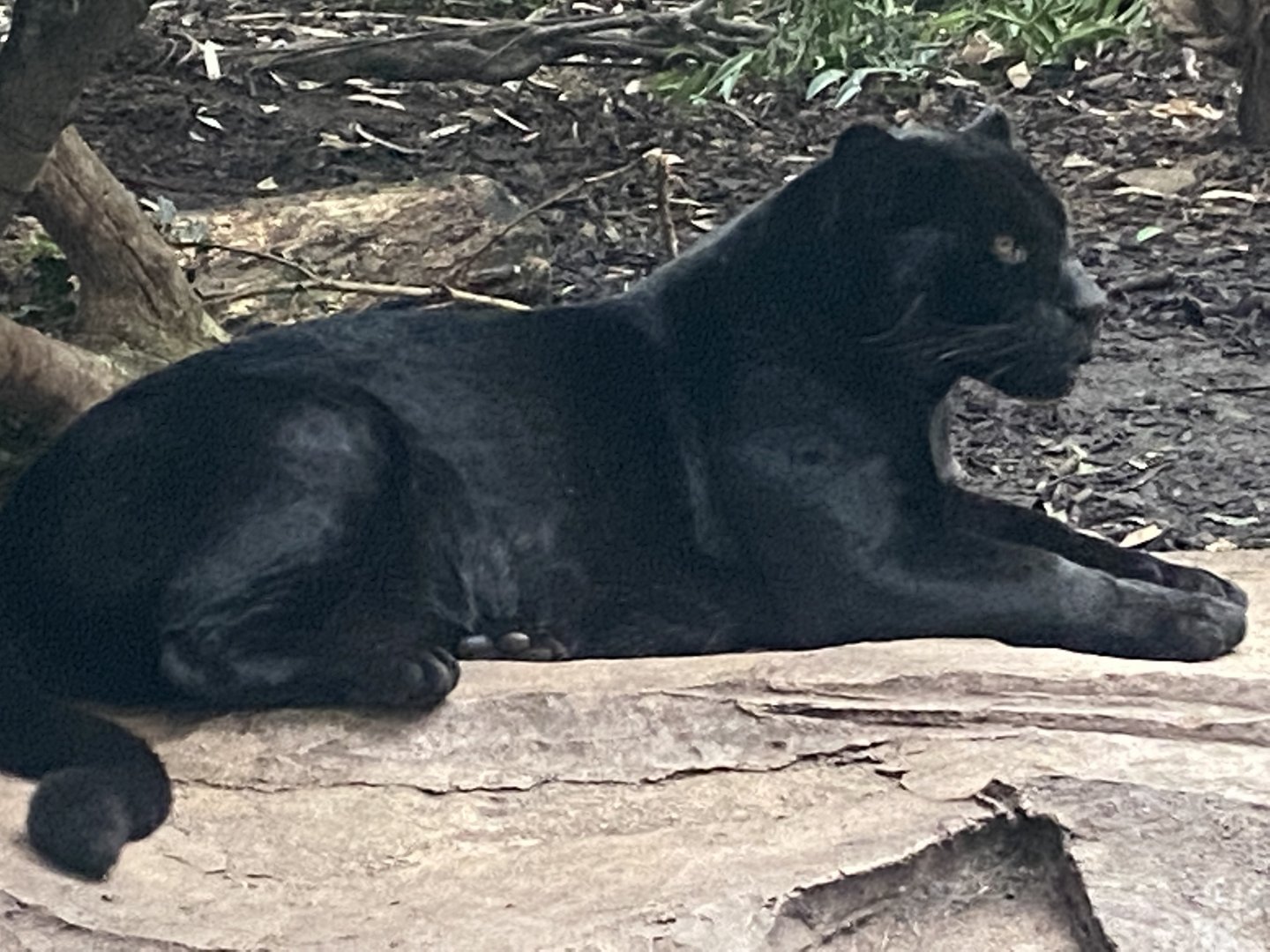 Spirit of the Jaguar - Jaguar 181021