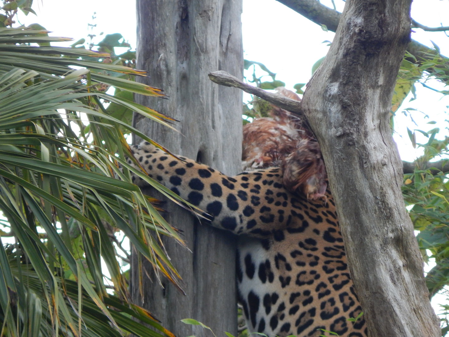 Spirit of the Jaguar - Jaguar enrichment 221022