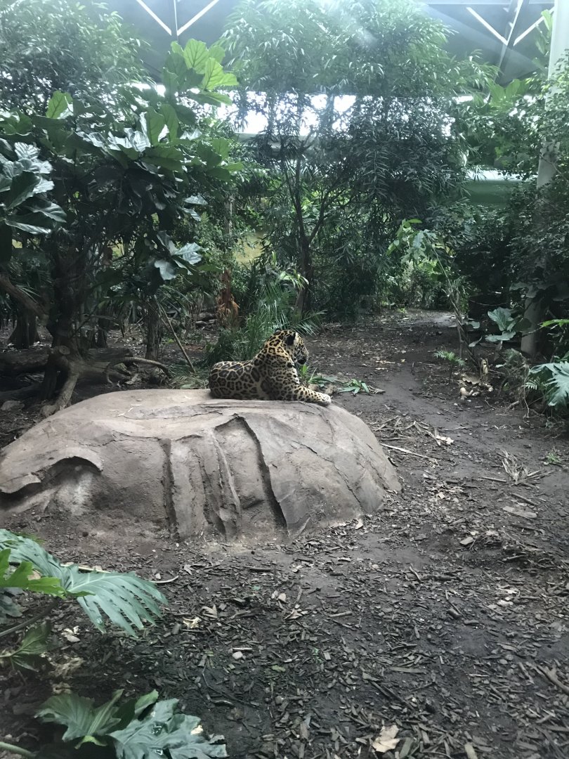 Spirit of the Jaguar - Jaguar exhibit indoors 261019