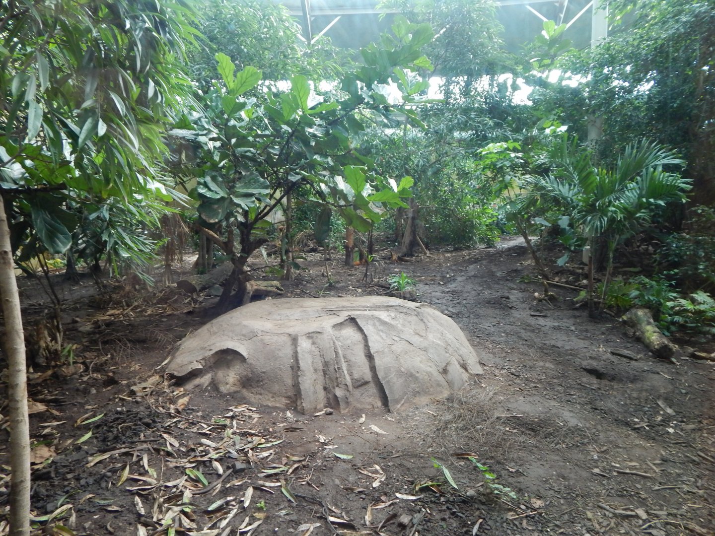 Spirit of the Jaguar - Jaguar indoors 081020