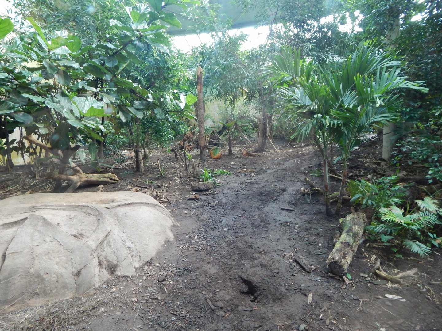 Spirit of the Jaguar - Jaguar indoors 081020