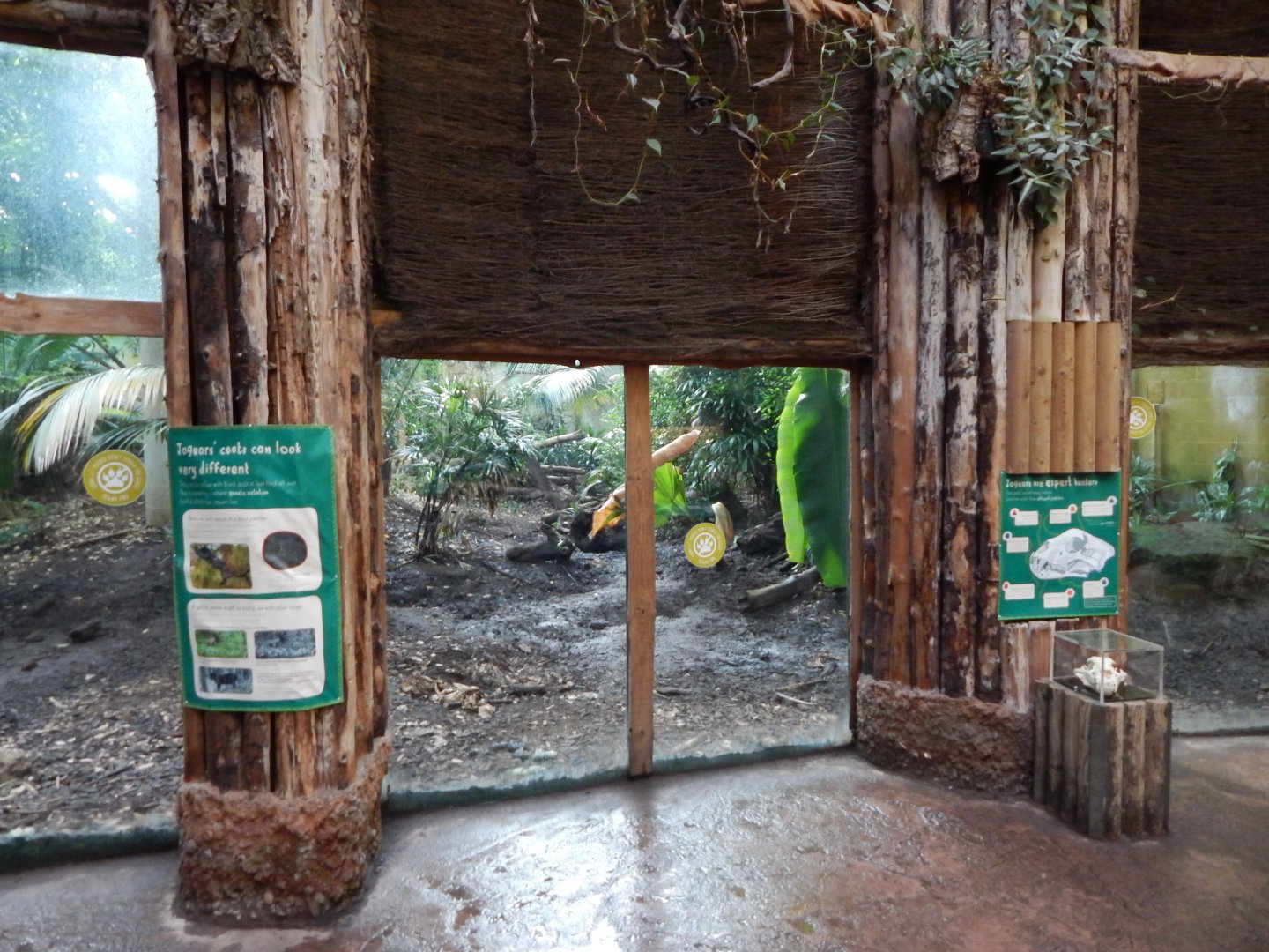 Spirit of the Jaguar - Jaguar indoors 081020