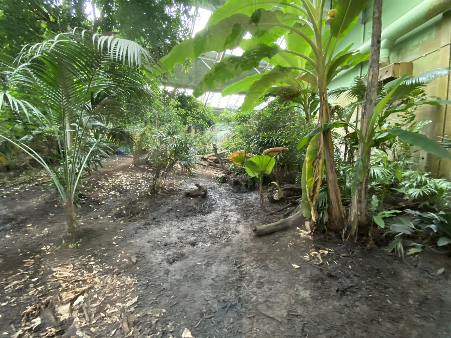 Spirit of the Jaguar - Jaguar indoors 110920