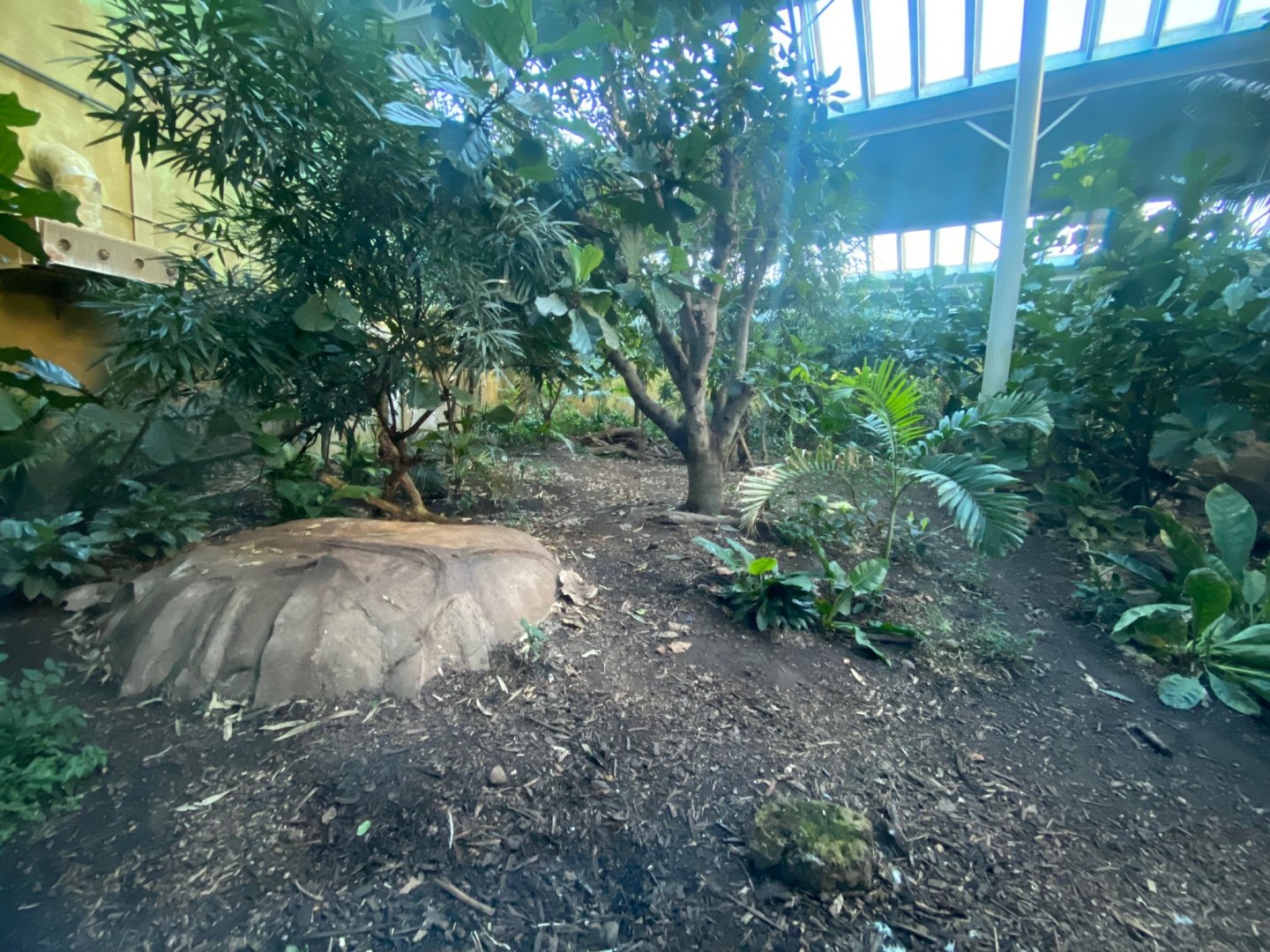 Spirit of the Jaguar - Jaguar indoors 241123