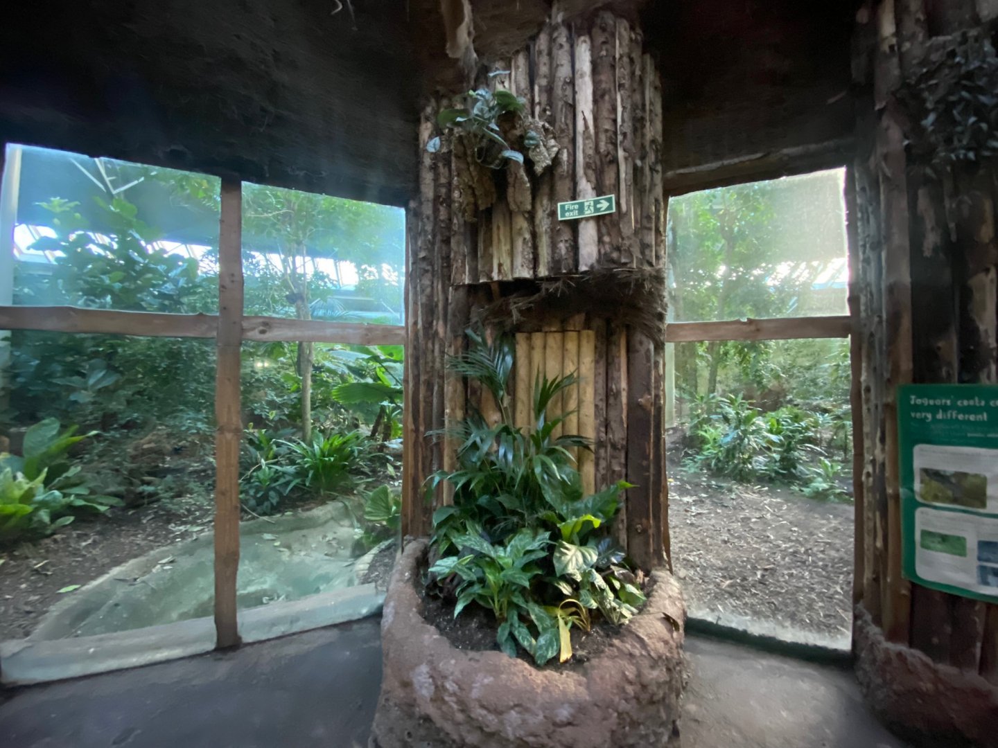 Spirit of the Jaguar - Jaguar indoors 241123