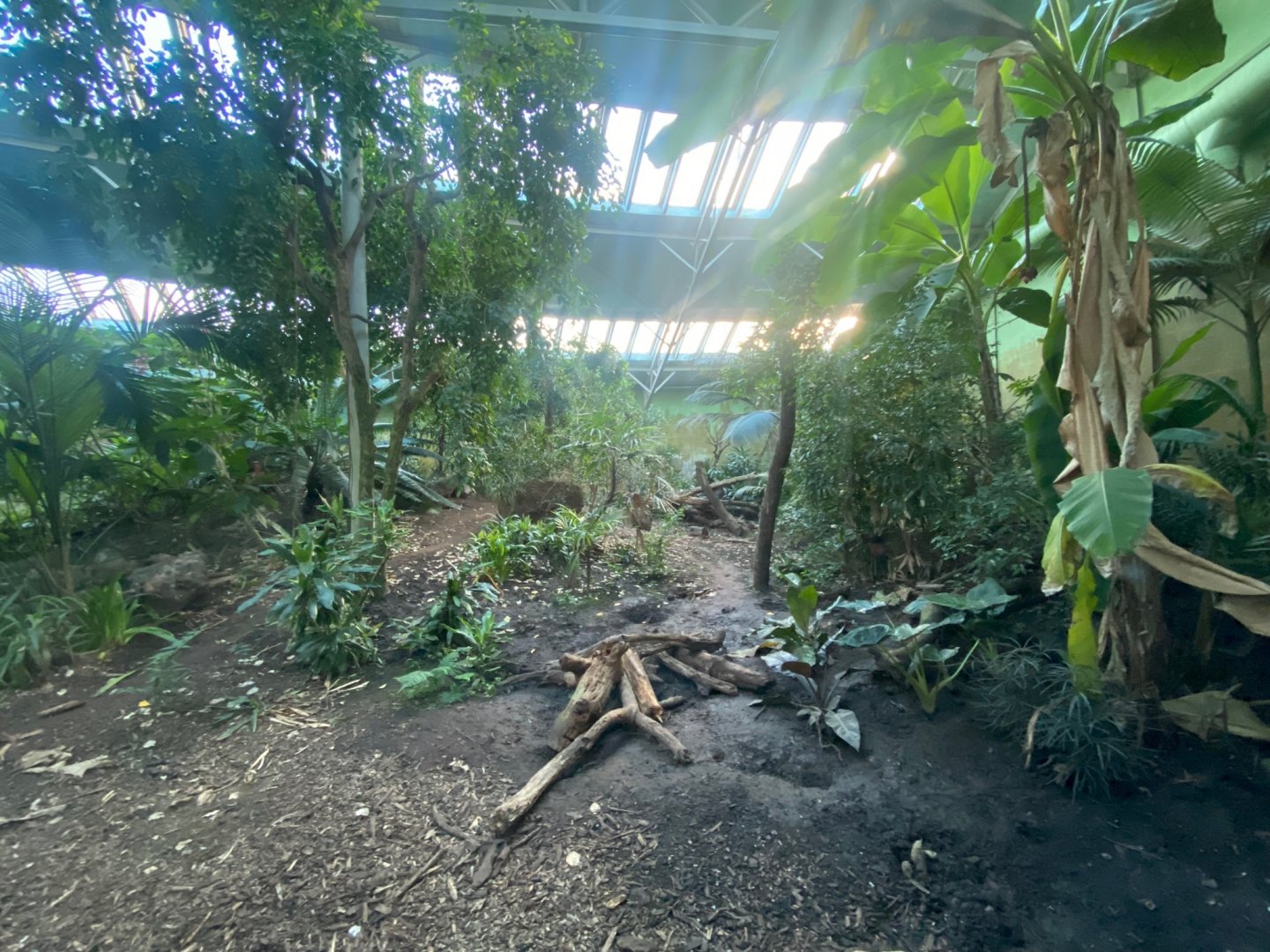 Spirit of the Jaguar - Jaguar indoors 241123