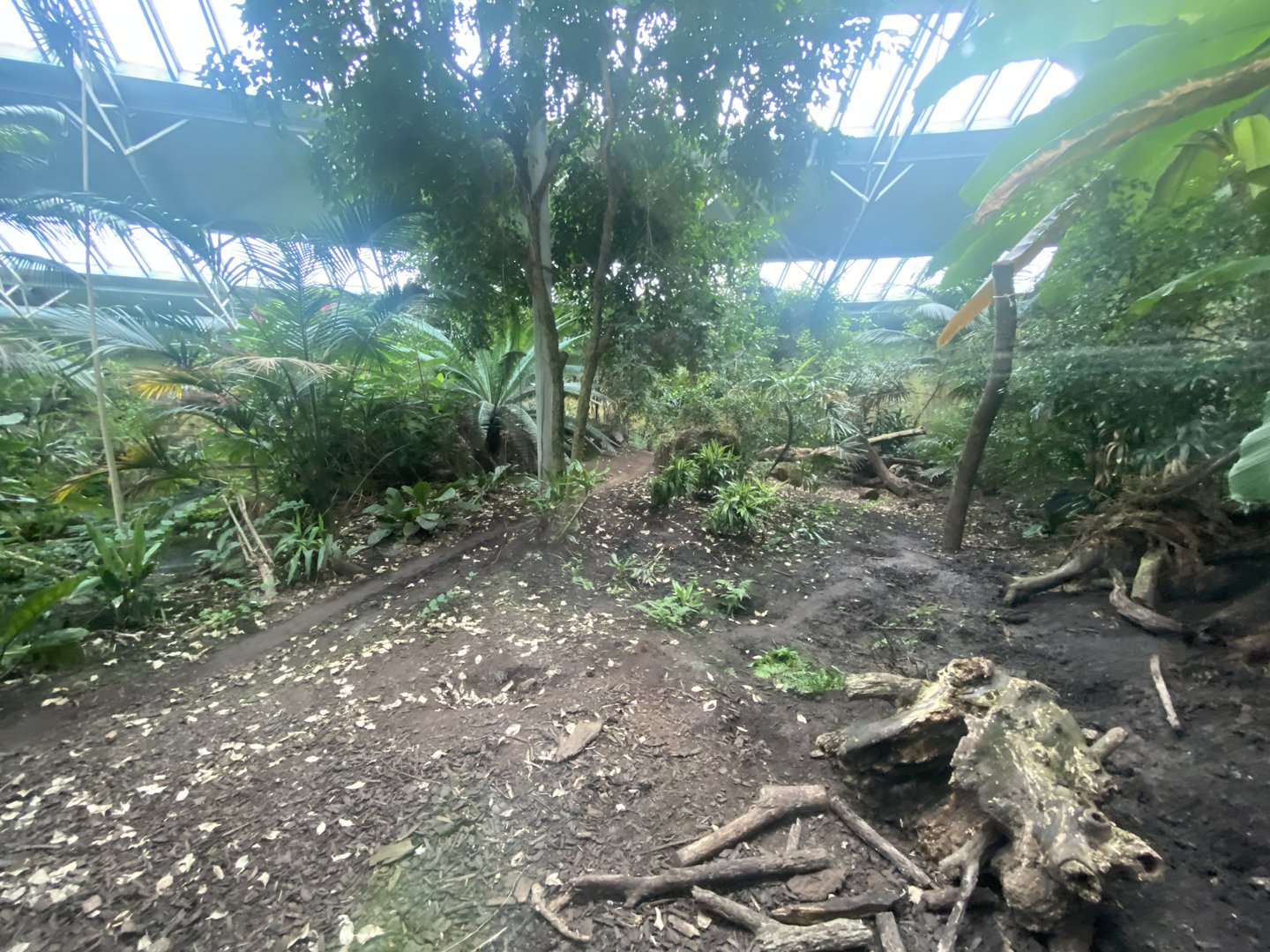 Spirit of the Jaguar - Jaguar indoors exhibit 221022