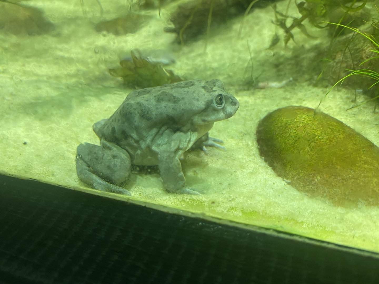 Spirit of the Jaguar - Lake Titicaca water frog 181021