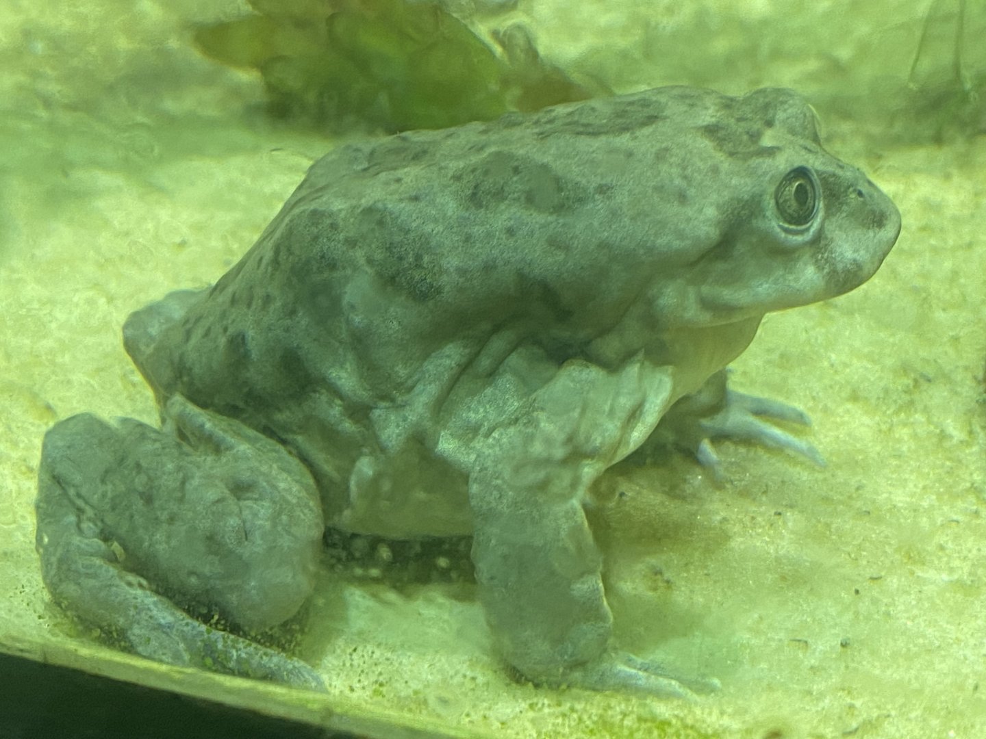 Spirit of the Jaguar - Lake Titicaca water frog 181021