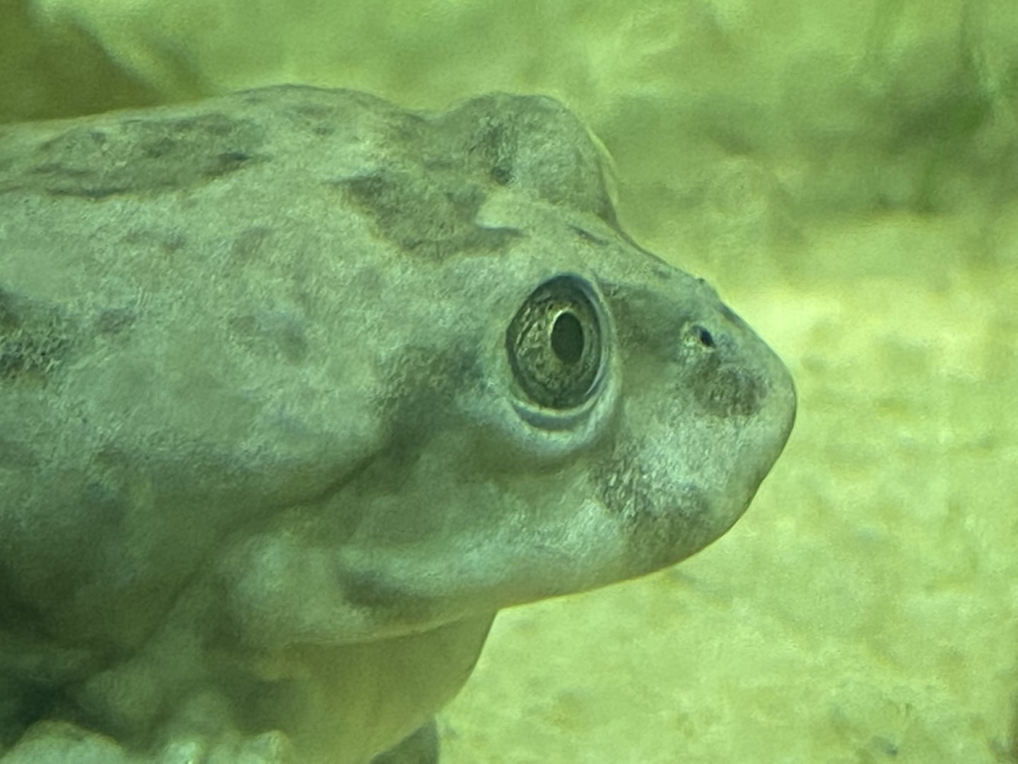 Spirit of the Jaguar - Lake Titicaca water frog 181021