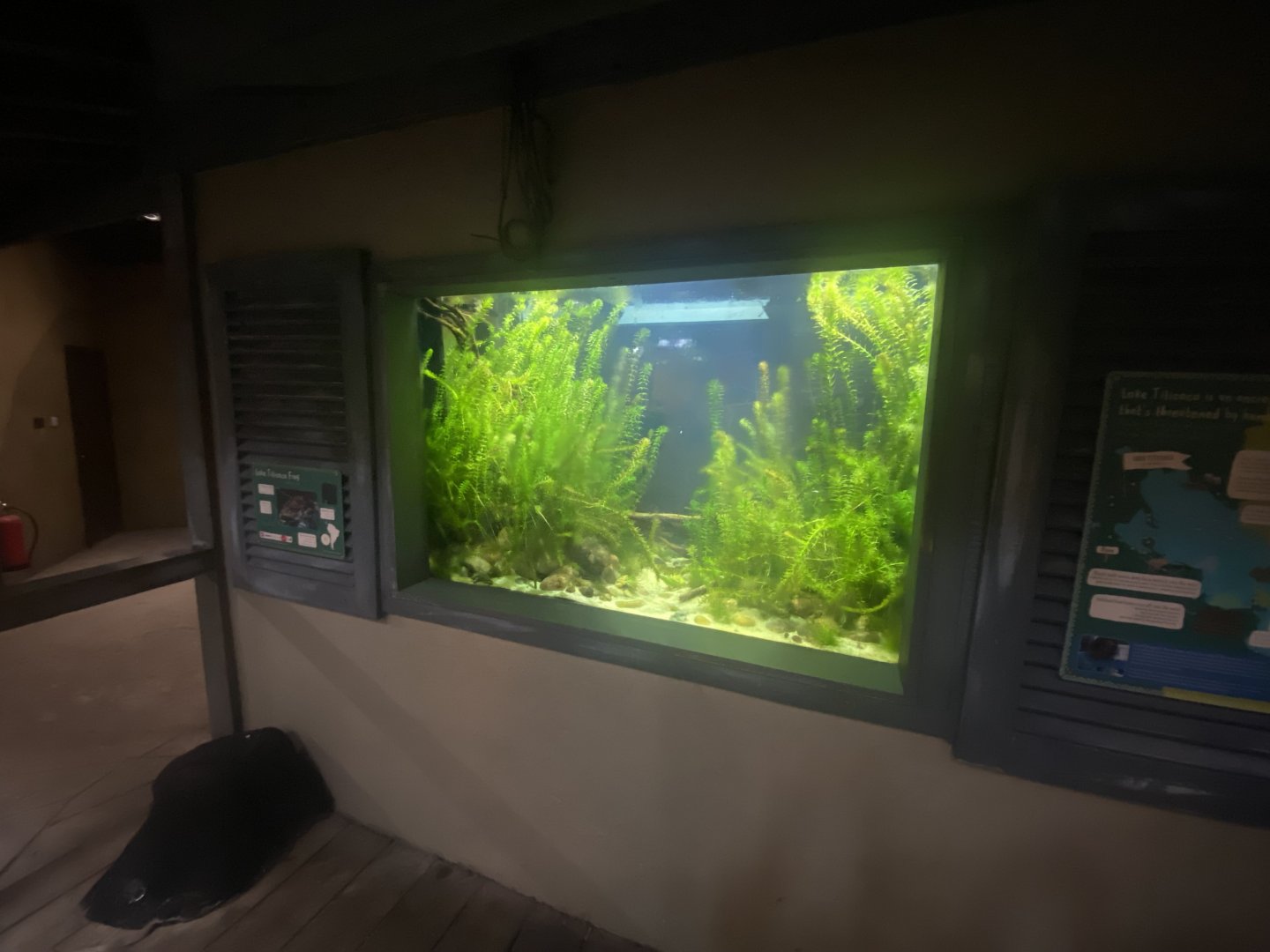 Spirit of the Jaguar - Lake Titicaca water frog exhibit 181021