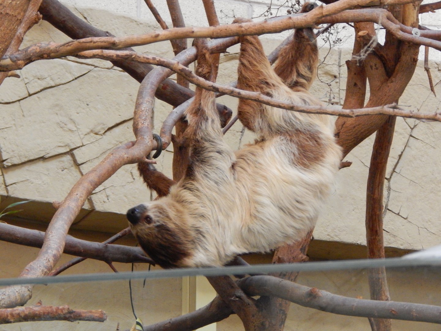 Spirit of the Jaguar - Linnaeus' two-toed sloth 081020