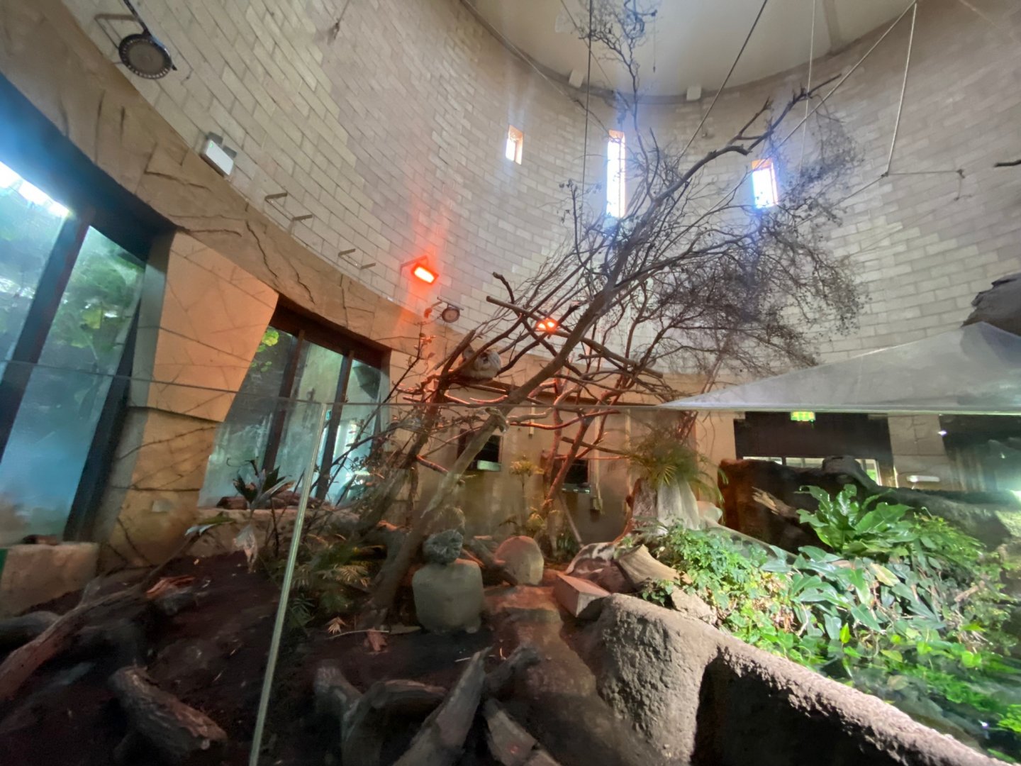 Spirit of the Jaguar - Linnaeus two-toed sloth exhibit 241123