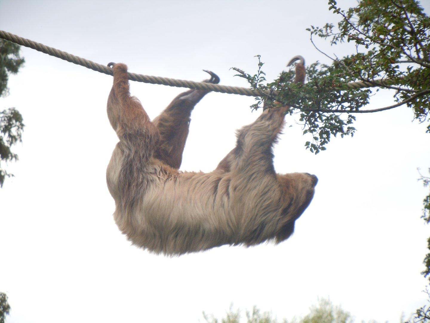 Spirit of the Jaguar - Linnaeus' two-toed sloth (outdoors) 110920
