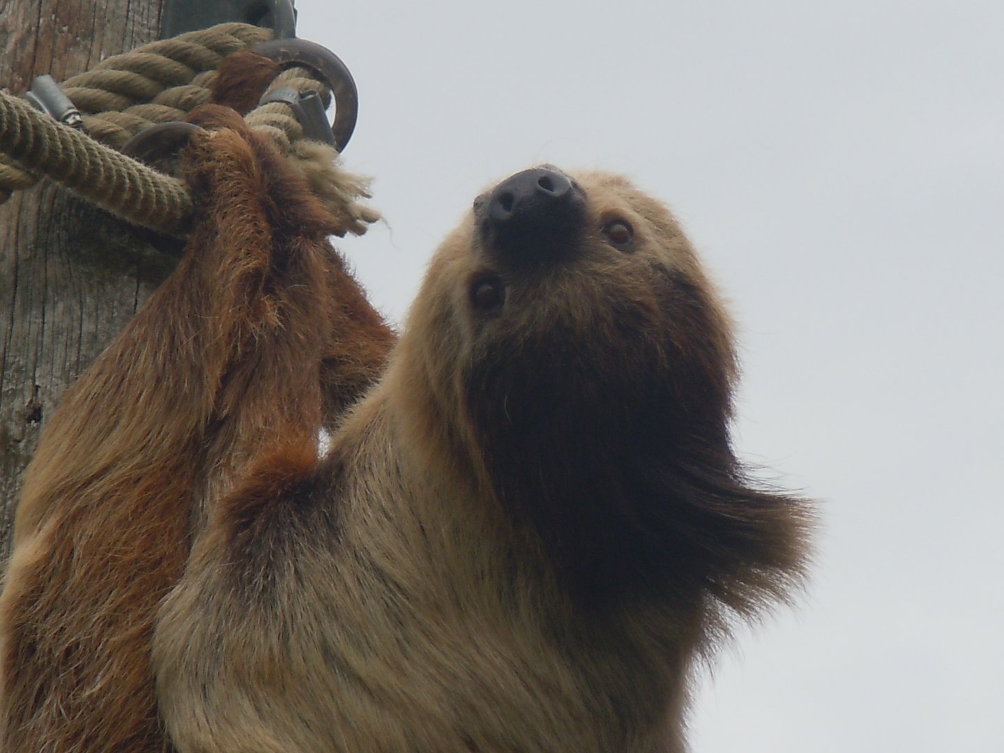 Spirit of the Jaguar - Linnaeus' two-toed sloth (outdoors) 110920