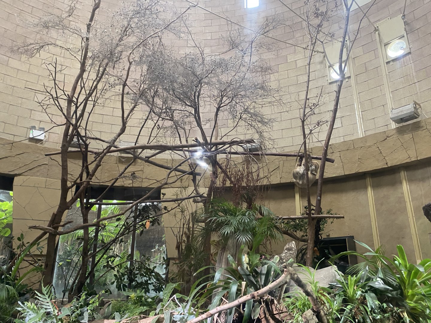 Spirit of the Jaguar - Sloth indoors 110920