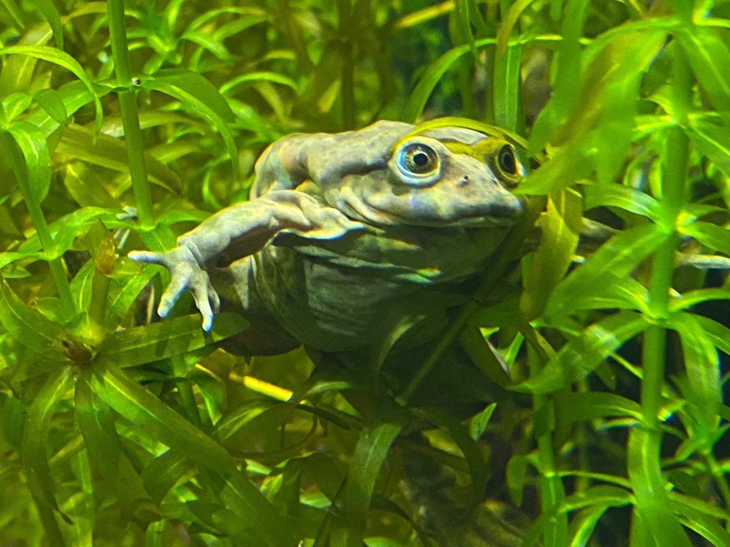 Spirit of the Jaguar - Titicaca water frog 241123