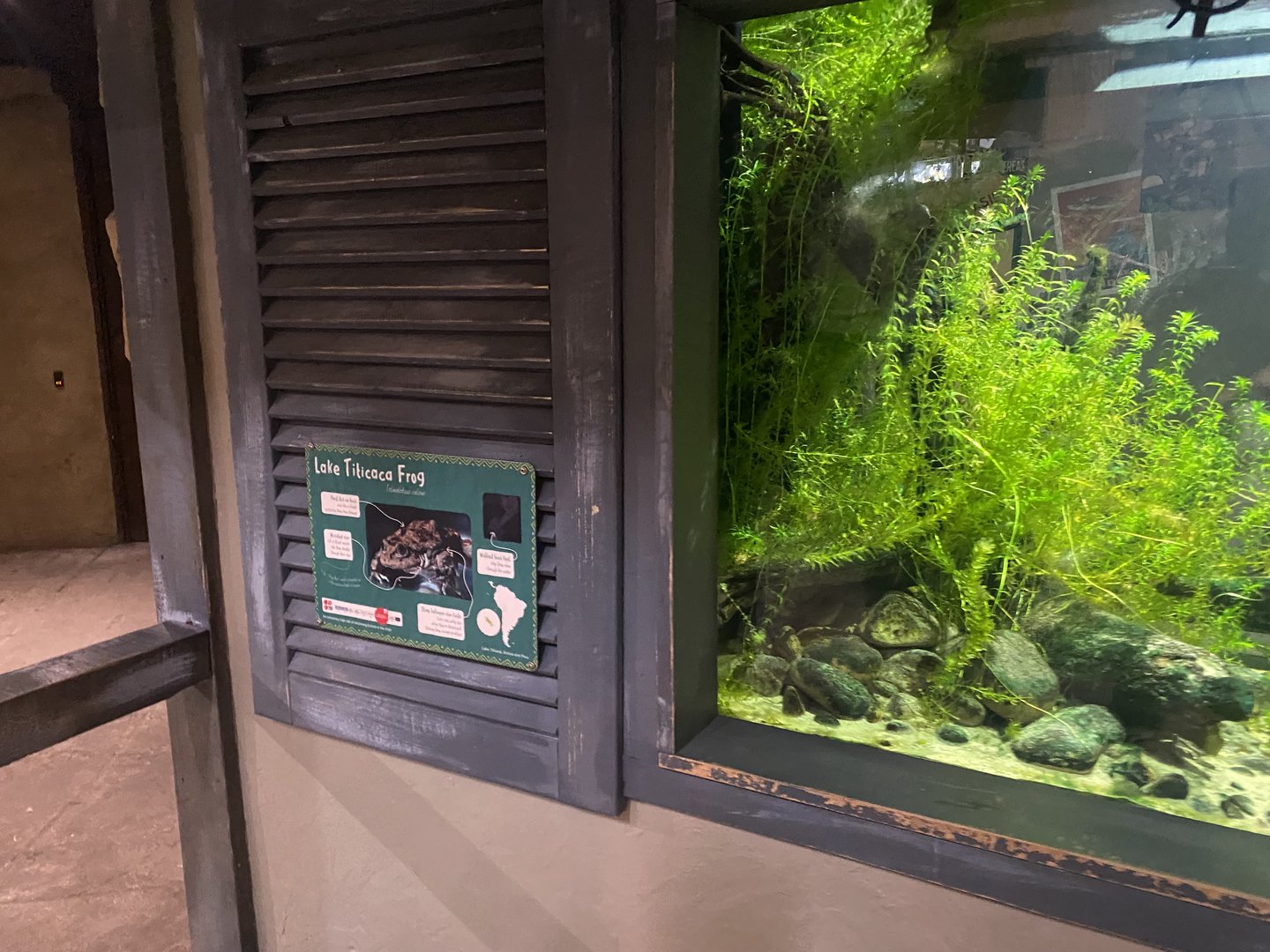 Spirit of the Jaguar - Titicaca water frog exhibit 221022