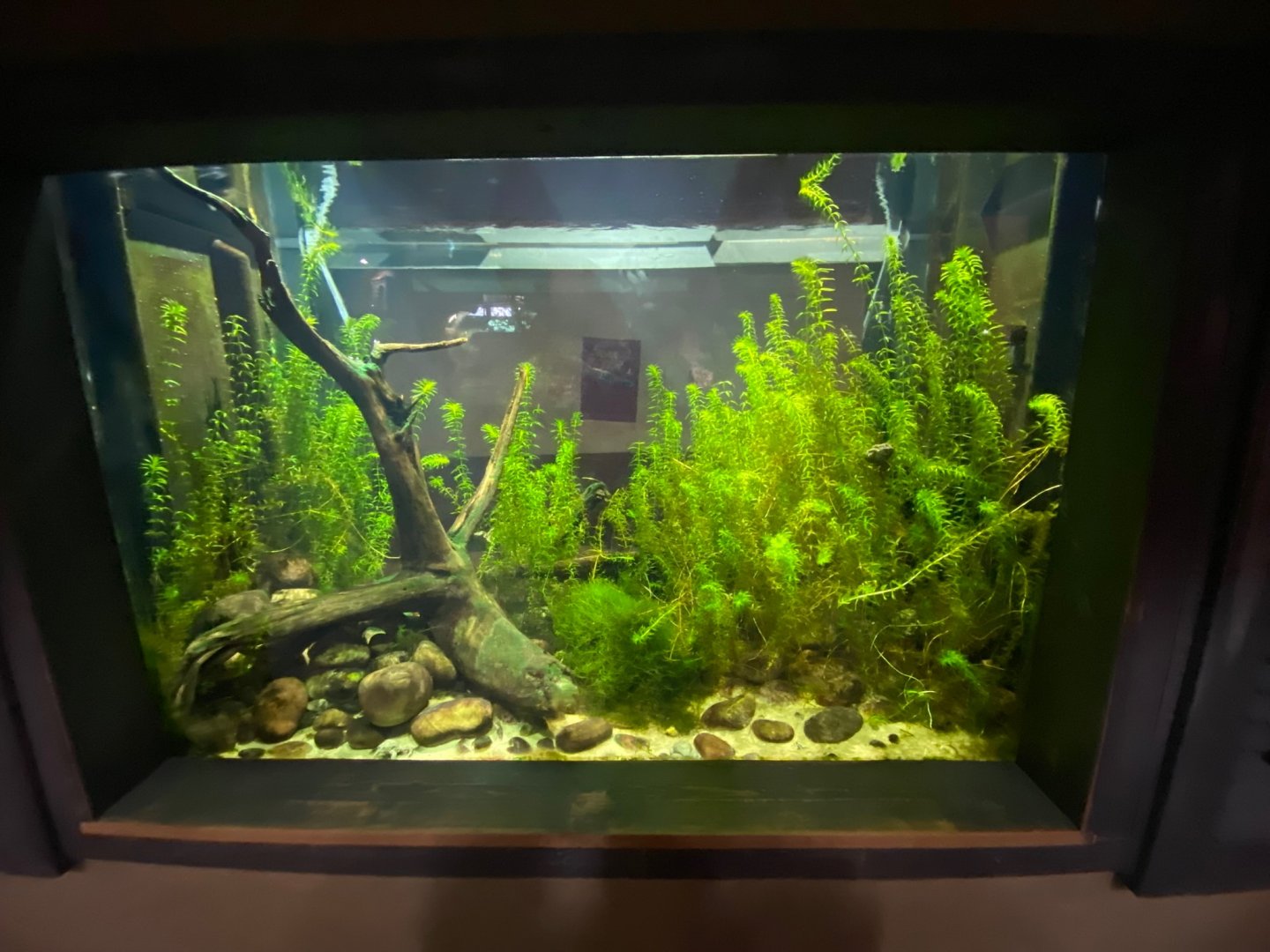 Spirit of the Jaguar - Titicaca water frog exhibit 241123