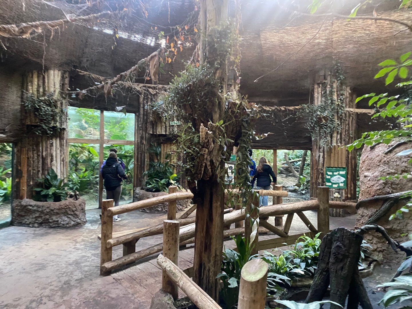 Spirit of the Jaguar - view towards Jaguar indoors 241123