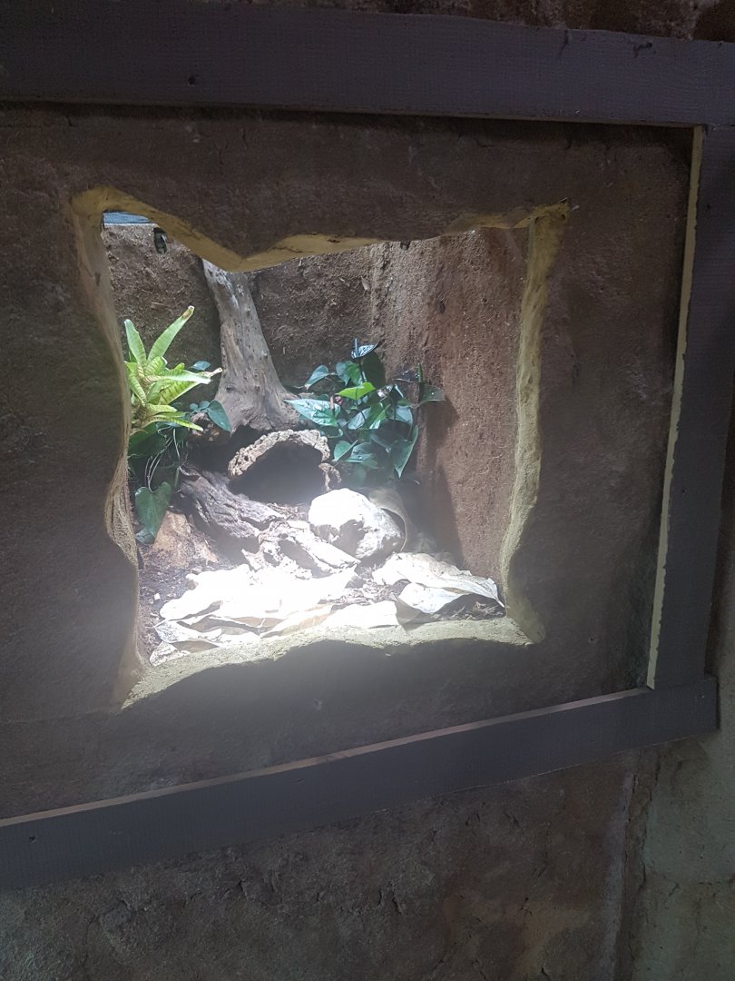 Spirit of the jaguar vivarium