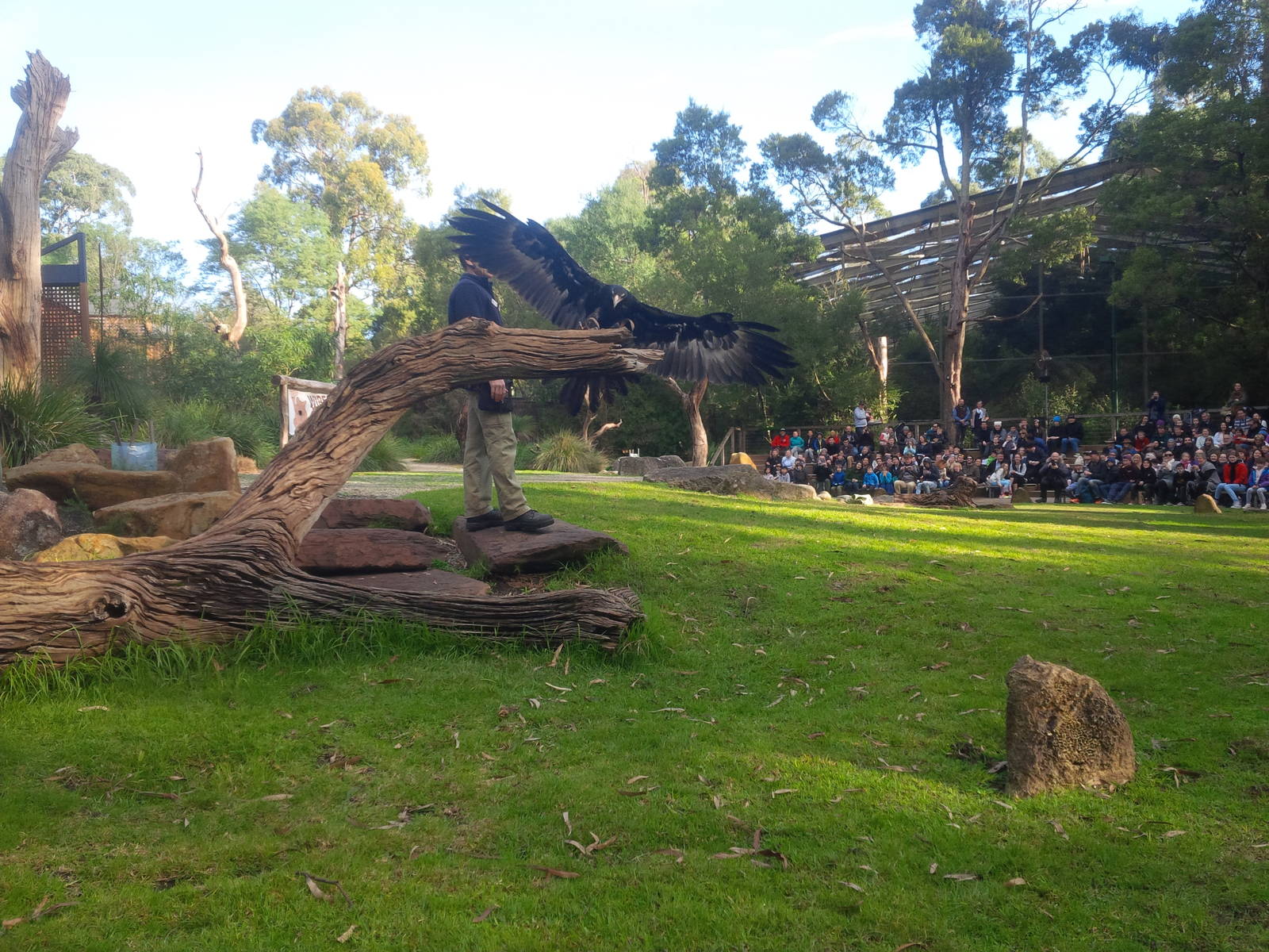 Spirits of the Sky bird flight presentation