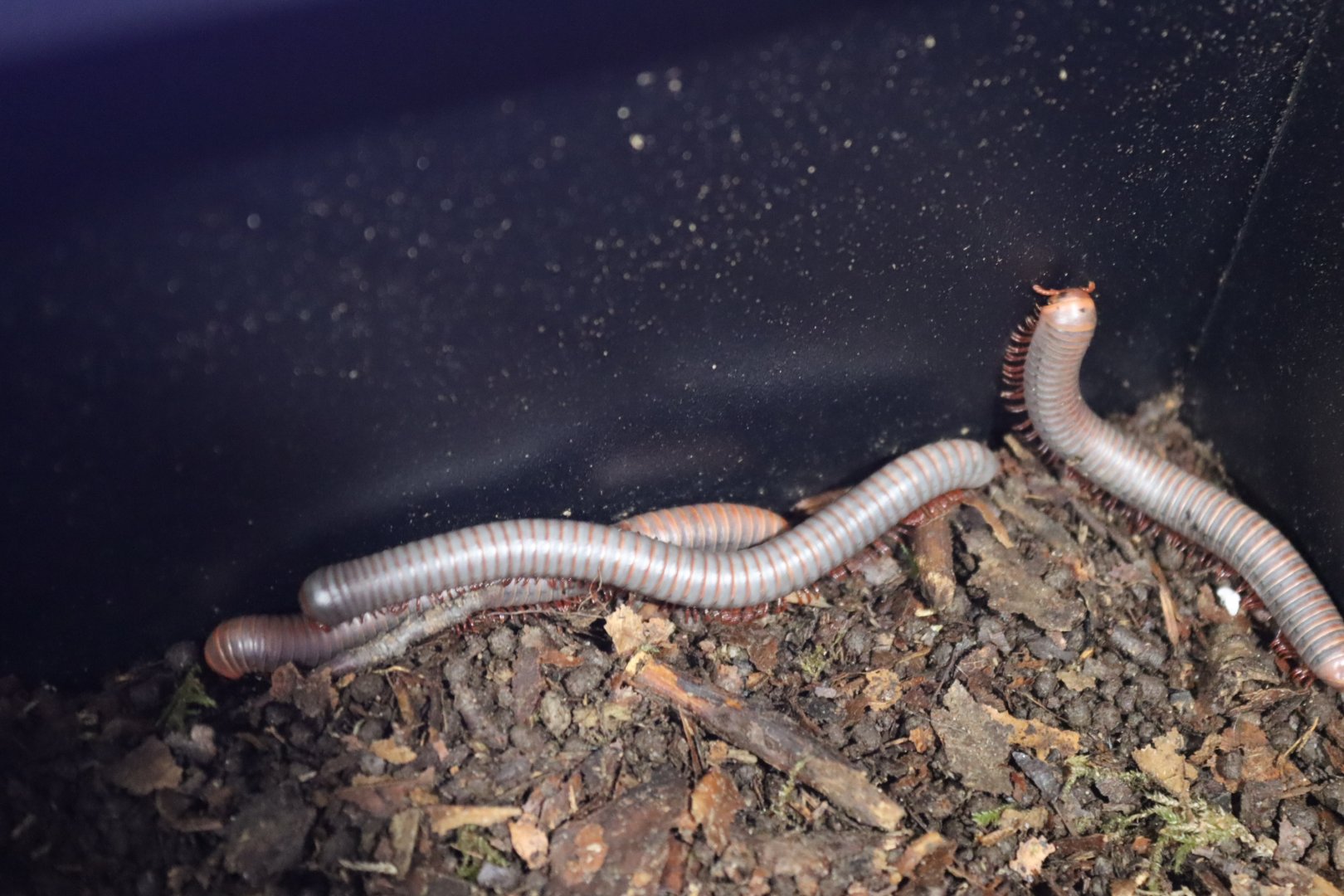 Spirobolus caudulanus