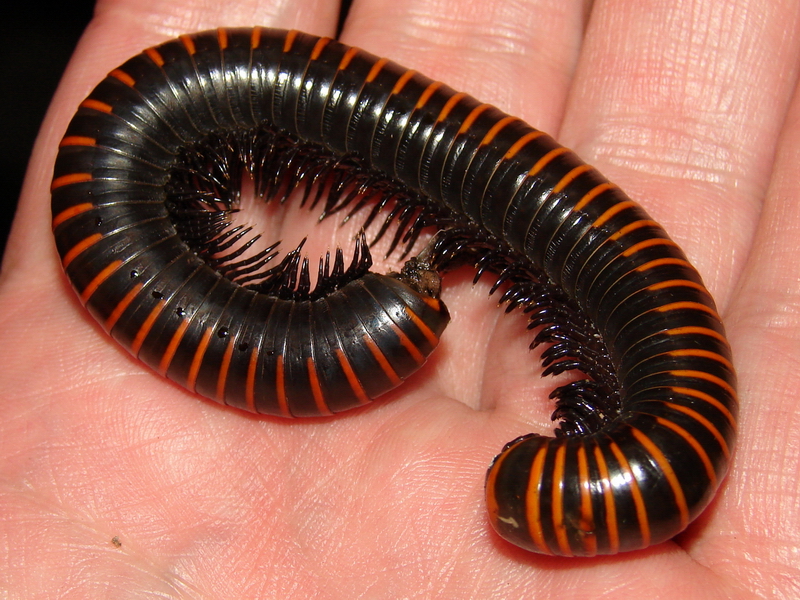 Spirobolus walkeri (Zhejiang Province)