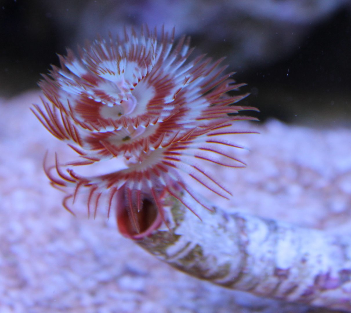 Spirobranchus giganteus