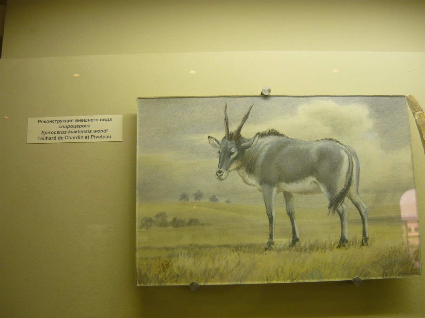 Spirocerus kiaktensis reconstruction